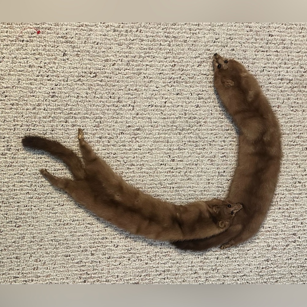 Brown Mink Fur Stole Wrap - Women Accessories Scarves & Wraps